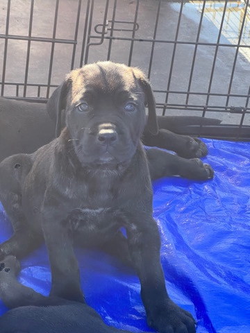 Cane Corso – cane corso