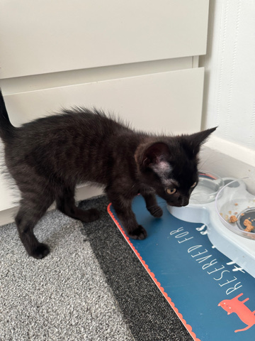 Bengal – Ghost tabby