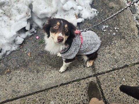 Miniature Australian Shepherd – Pedigree Miniature Australian Shepherd – Tobyhanna – Tobyhanna