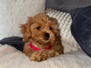 Maltipoo Welpen – Büdingen