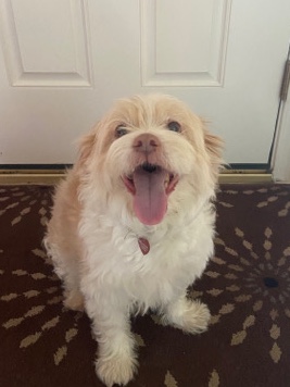 Jack Russell Terrier – Old male pup looking for a forever home