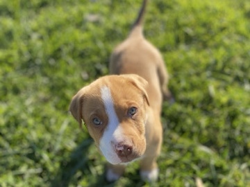 Labrador Retriever – Labrador/ Pitbull mix