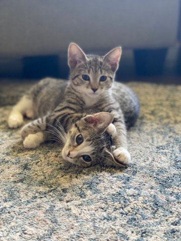 Russian White, Black and Tabby – Energetic kittens.