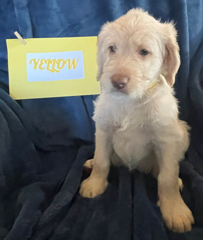 Ms.Yellow - Labradoodle