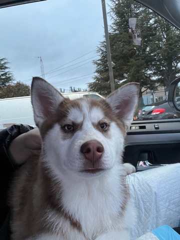 Siberian Husky – Female AKC Certify Husky Rehoming