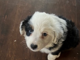 Miniature Australian Shepherd - mini Aussies  available for adoption in Los Angeles