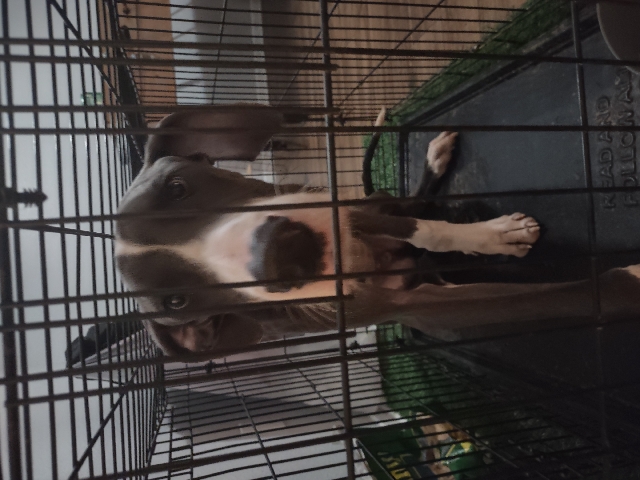 Great Dane – Great Dane