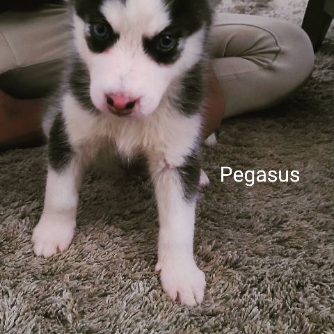 Huskies