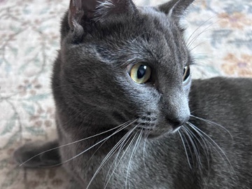 Russian Blue – Moon is looking for a new home! – Los Angeles