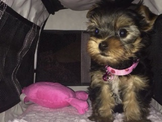 Yorkie Poo – rehoming tecup yorkie – Palatka