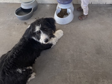 Old English Sheepdog – panda and Oreo(old English sheep dog and Chihuahua – Grapevine