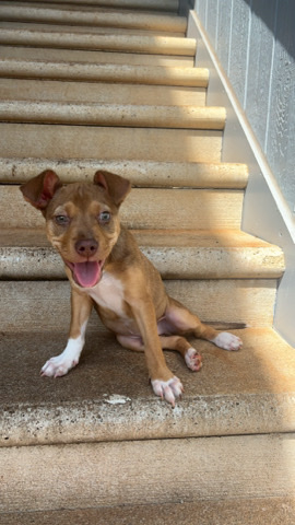 American Pit Bull Terrier – Male pit mix