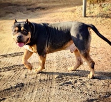 American Pit Bull Terrier – XXL stud