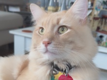 Playful 3-Year-Old Cat Available for Adoption – Chicago Ridge – Chicago Ridge