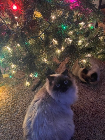 Himalayan – 2 Beautiful Seal Point Himalayan CatsAND MUCH MORE