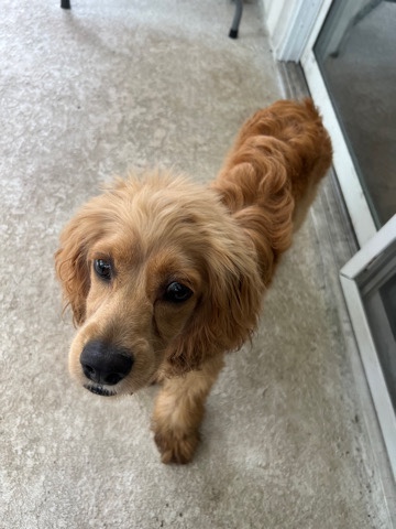 English Cocker Spaniel – Ca$h