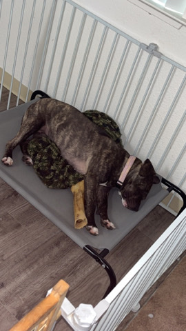 American Pit Bull Terrier – Sweet Sativa