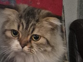 Scottish Fold – Scottish Fold cat – Tulsa