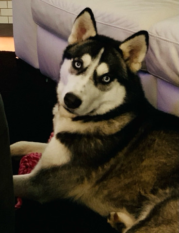 Siberian Husky – Husky Rehome