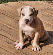 American Pit Bull Terrier – Puppy For Sale