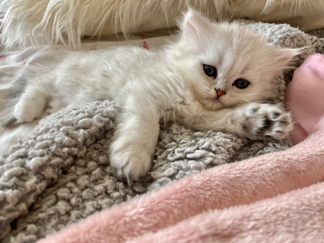 Persian (Traditional) – Persian kitten