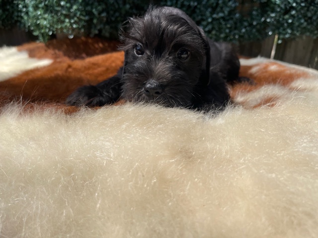 Miniature Schnauzer – miniature schnauzers