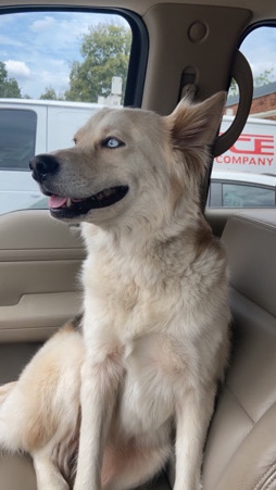 Siberian Husky – Female Husky Mix Needs a Loving Home