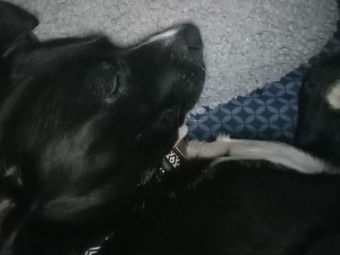 Labrador Retriever – Dixon – Cartersville