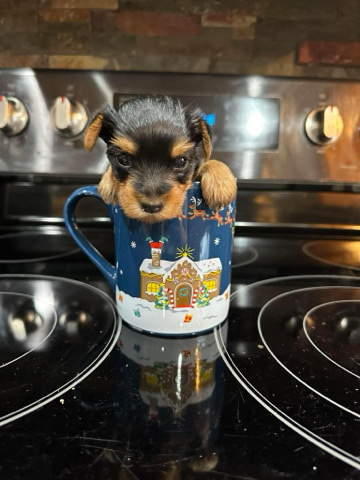Yorkshire Terrier – 8 week old Yorkshire Terrier