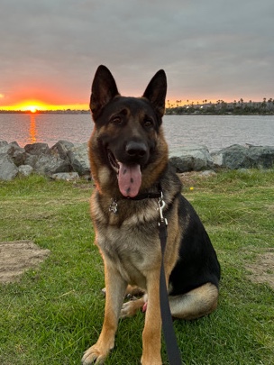 German Shepherd – Apollo needs a home
