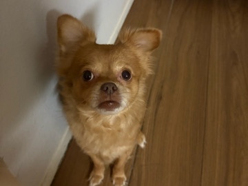 Chihuahua – Luke – Carlsbad