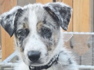Border Collie – border collie – Abergele