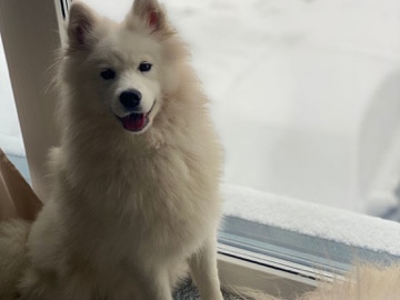 Samoyed – Samojede-Hündin zur Adoption – Bremen – Bremen