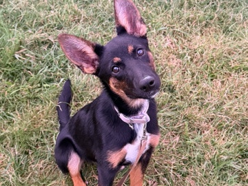 German Shepherd – hello I’m in need of a forever home soon as possible – Blue Ridge Summit