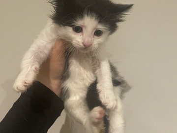 All - 5 kittens for sale!!! available for adoption in Melbourne