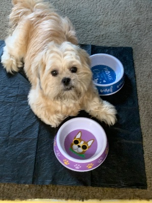 Shih Tzu – Male Shih Tzu in need of new home – Glasgow