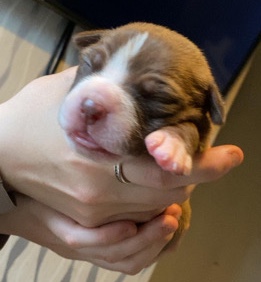 American Bulldog – bully puppies