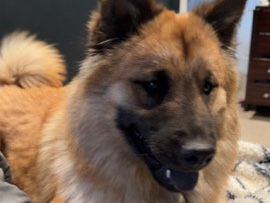 Chow Chow – chow chow mix – Eagle Mountain