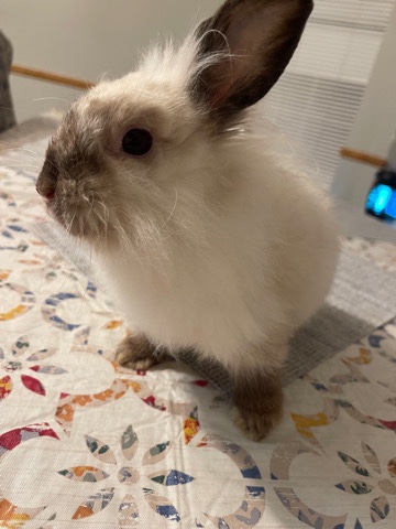 Lionhead – rabbits
