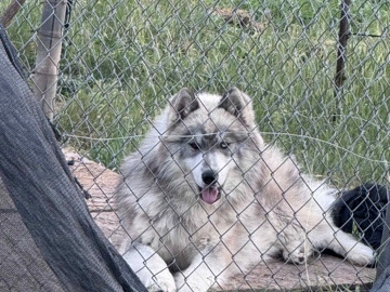 Siberian Husky – Rehoming Siberian wooly husky – Uhland