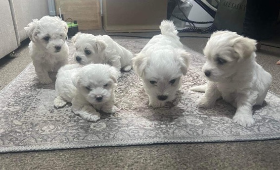 Maltese