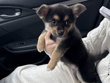 Pembroke Welsh Corgi – Corgi Pom – Lubbock
