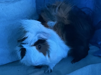 Female Guinea Pig