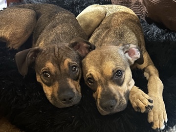Mixed Breed – Sweet Females – Golden