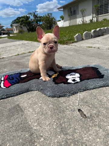 French Bulldog – Pure breed French bulldog