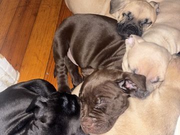 American Pit Bull Terrier – Blue nose pit mixed  with Stafford terrier – Boston