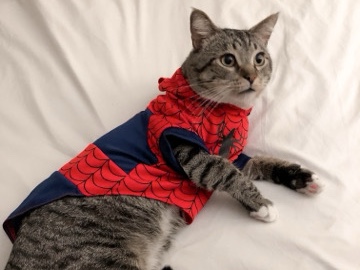 American Shorthair – Rehome a loving Senior Cat – Orlando
