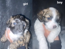 Mixed Breed – Forever home – Fort Wayne