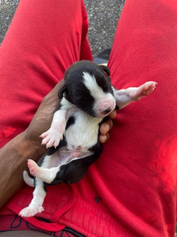 American Bulldog – American bully for sale 3 days old