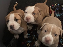 American Pit Bull Terrier – ALL FEMALES PITS – Hampton